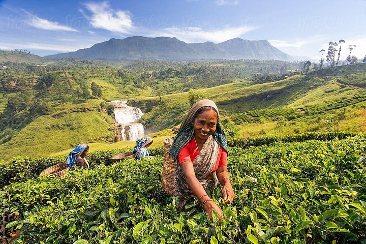 Tea Plantation in Nuwara Eliya